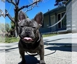 Small Photo #60 French Bulldog Puppy For Sale in HAYWARD, CA, USA