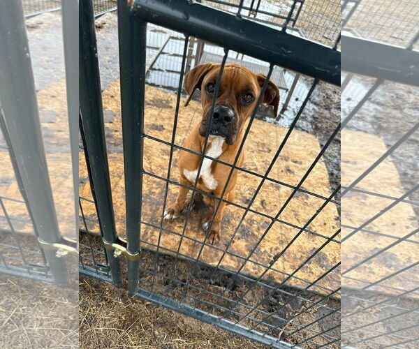 Medium Photo #5 Boxer Puppy For Sale in Dumont, NJ, USA