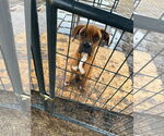 Small #4 Boxer