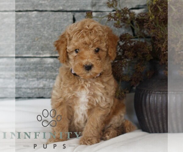 Medium Photo #3 Poodle (Miniature) Puppy For Sale in GORDONVILLE, PA, USA