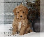 Small #2 Poodle (Miniature)