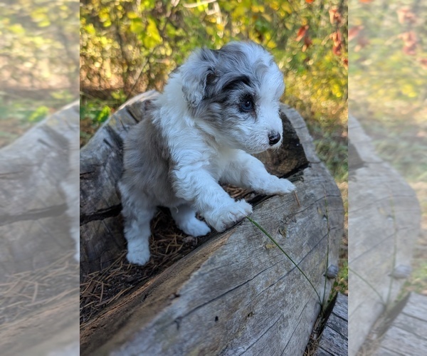 Medium Photo #25 Aussiedoodle Miniature  Puppy For Sale in SPIRIT LAKE, ID, USA