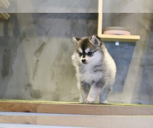 Pomsky Puppy for sale in LONG ISLAND CITY, NY, USA