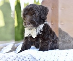 Small #1 Portuguese Water Dog