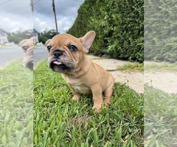Medium Photo #35 French Bulldog Puppy For Sale in SAYREVILLE, NJ, USA