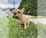 Small Photo #6 French Bulldog Puppy For Sale in SAYREVILLE, NJ, USA