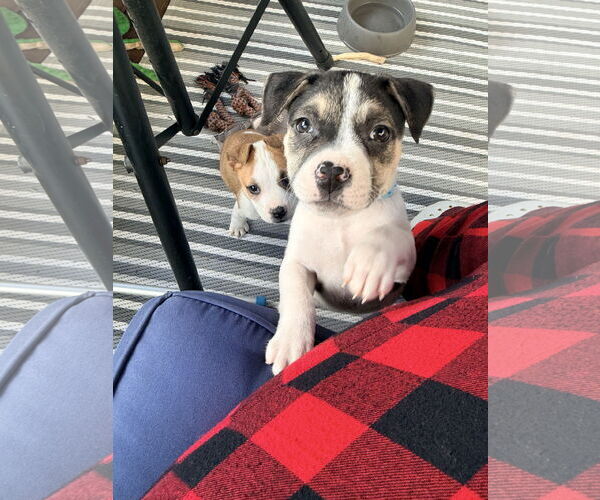 Medium Photo #2 American Staffordshire Terrier-Unknown Mix Puppy For Sale in Holly Springs, NC, USA