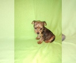 Puppy 4 Yorkshire Terrier