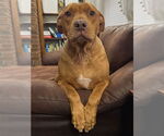 Small #13 American Pit Bull Terrier Mix