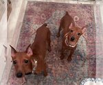 Small Photo #3 Miniature Pinscher Puppy For Sale in Brewster, NY, USA