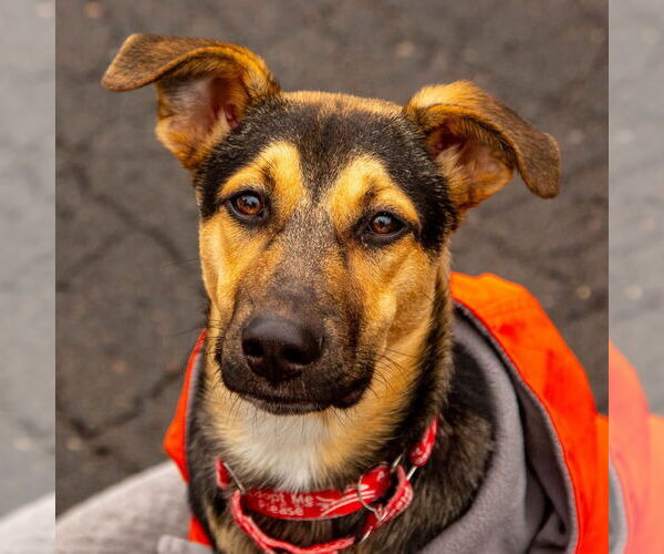 Medium Photo #10 Mutt Puppy For Sale in Canton, CT, USA