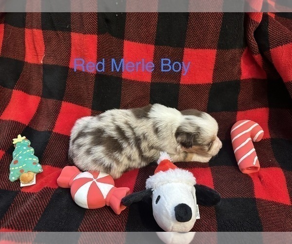 Medium Photo #2 Miniature Australian Shepherd Puppy For Sale in QUINCY, CA, USA