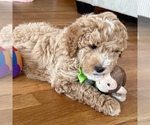 Small #3 Goldendoodle (Miniature)