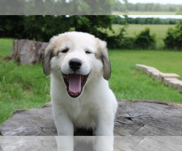 Medium Photo #1 Great Pyrenees Puppy For Sale in WILLS POINT, TX, USA