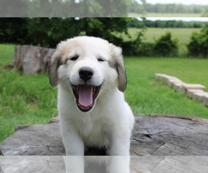 Great Pyrenees Puppy for Sale in WILLS POINT, Texas USA