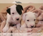 Small #2 American Bulldog