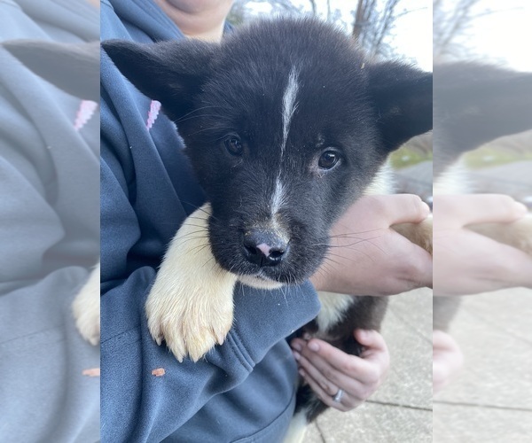 Medium Photo #4 Akita Puppy For Sale in CHESAPEAKE, OH, USA