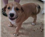 Small #2 Labrador Retriever Mix