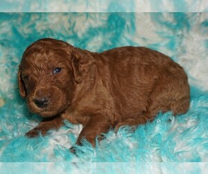 Labradoodle Puppy for sale in LA HABRA, CA, USA