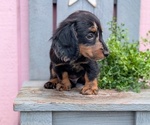 Small #2 Dachshund