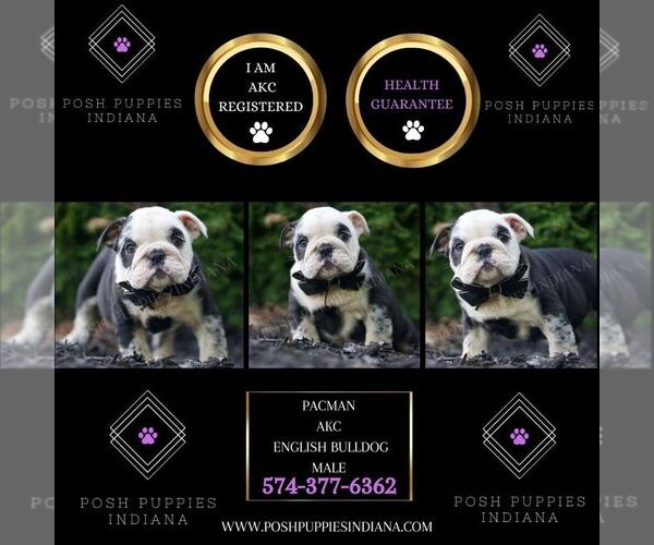 Medium Photo #5 Bulldog Puppy For Sale in WARSAW, IN, USA