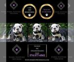 Small #4 Bulldog