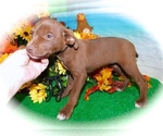 Small Photo #3 Jack-Rat Terrier-Labrador Retriever Mix Puppy For Sale in HAMMOND, IN, USA