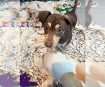 Small Photo #3 Mutt Puppy For Sale in New London, WI, USA