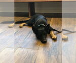 Small #4 German Shepherd Dog