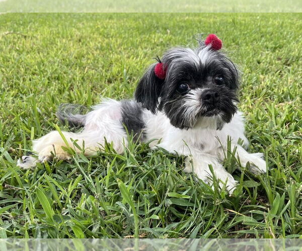 Medium Photo #1 Shih Tzu Puppy For Sale in oakland, FL, USA