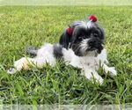 Small Shih Tzu