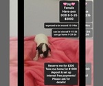 Image preview for Ad Listing. Nickname: Dip