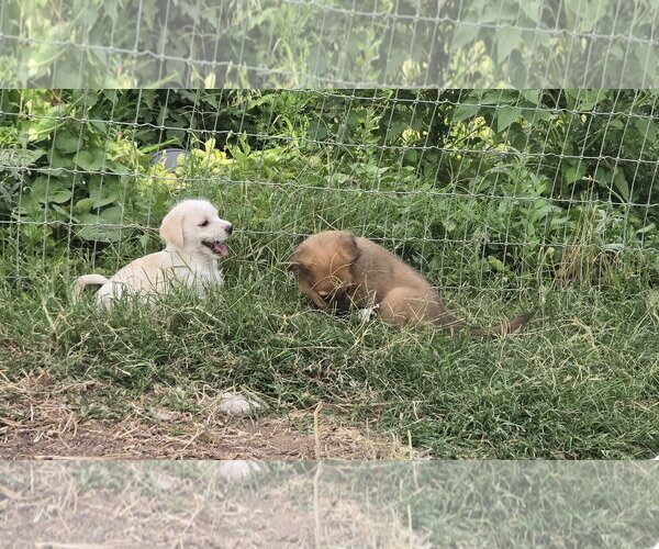 Medium Photo #3 Shih Tzu-Unknown Mix Puppy For Sale in Peralta, NM, USA