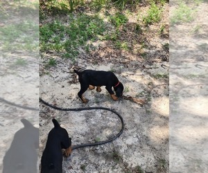 Doberman Pinscher Puppy for sale in SALLEY, SC, USA
