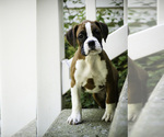 Small #8 Boxer