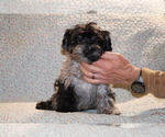 Small #13 Yorkiepoo mix (+ Poodle Toy)