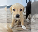 Small #1 Collie-Labrador Retriever Mix