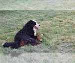 Small #8 Bernese Mountain Dog