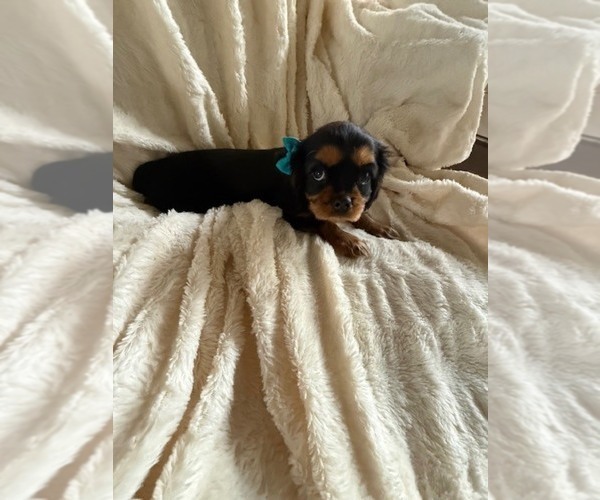 Medium Photo #6 Cavalier King Charles Spaniel Puppy For Sale in NAMPA, ID, USA