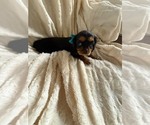 Small #5 Cavalier King Charles Spaniel