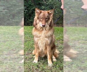 Collie-Huskies Mix Dogs for adoption in Wetumpka, AL, USA