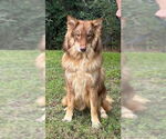 Small Collie-Huskies Mix