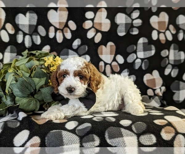Medium Photo #2 Poodle (Miniature) Puppy For Sale in NEW HOLLAND, PA, USA