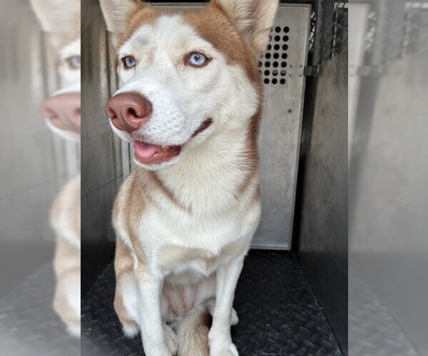 Medium Photo #1 Siberian Husky Puppy For Sale in Rancho Cucamonga, CA, USA