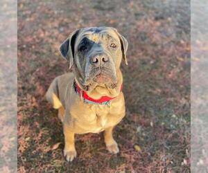 Mastiff Dogs for adoption in Aurora, CO, USA