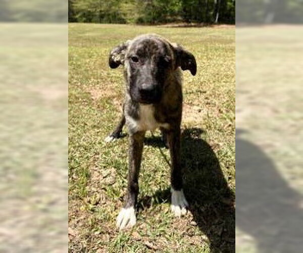 Medium Photo #3 Holland Shepherd-Plott Hound Mix Puppy For Sale in Attalka, AL, USA