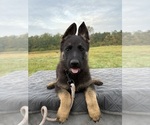 Puppy Brown Collar German Shepherd Dog