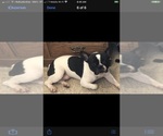 Small Photo #9 French Bulldog Puppy For Sale in EL PASO, TX, USA