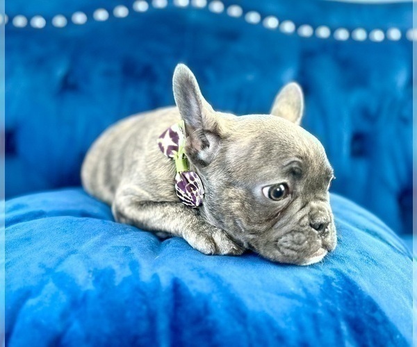 Medium Photo #4 French Bulldog Puppy For Sale in BAKERSFIELD, CA, USA