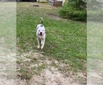 Small #3 American Pit Bull Terrier-Bulldog Mix